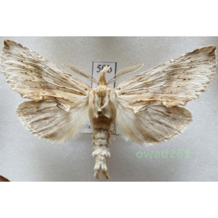 Pterostoma palpina (Clerck, 1759) male Czech50b